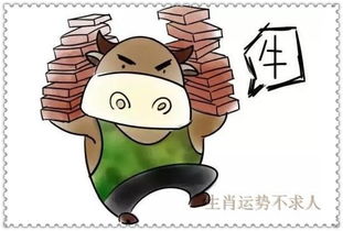 属牛的老实人别傻乎乎的
