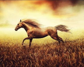 马因勤劳被驴子诅咒， 夜夜梦见自己变成驴子，这是为何？