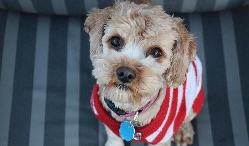 震惊！狗年男娃取名竟有这么多门道？看完直接裂开