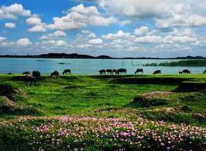 一、  湿地公园：鄱阳湖国家地区湿地公园