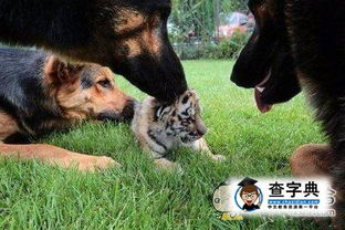 难道落平阳的虎也会被犬欺，这是什么生肖特征？