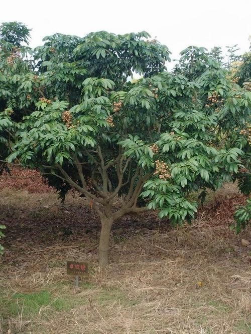 在屋前种植龙眼树对风水有好处吗？