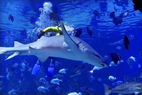 海洋世界：探索海底奇妙世界