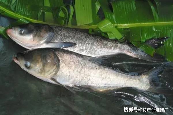 龙头胖头鱼：湖畔的瑰宝