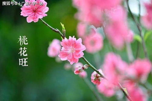 如何通过风水布局旺桃花，让桃花旺的女人财运也旺？