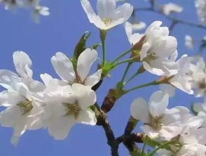 哎呀春天来了这心痒痒的想去赵县堪梨花