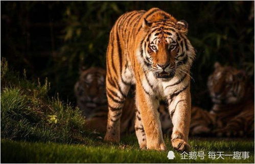 1974年属虎人2026年健康运势和全年运势分别如何？