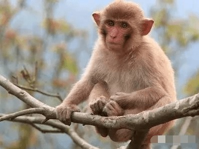 9月8日属猴的人适合穿什么颜色的衣服，根据五行来选择？