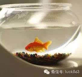 什么Neng代替鱼缸风水,用什么代替鱼缸养鱼