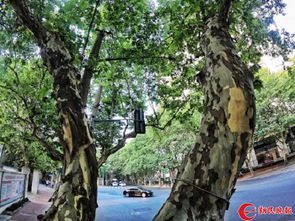 云游南岳：图片胜过千言万语（真的吗？）
