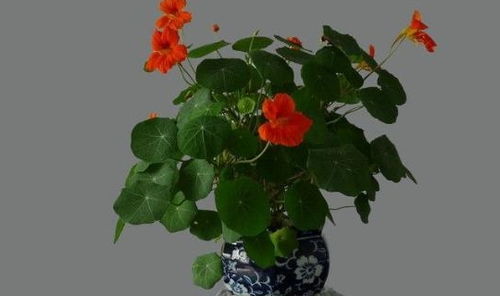 旱金莲的简介,旱金莲花的寓意和象征