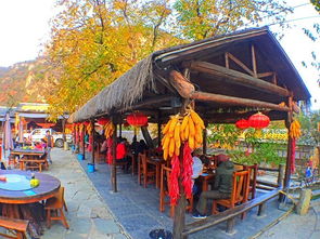 A区：森林探险林场——树木太多，我者阝找不到回家的路！