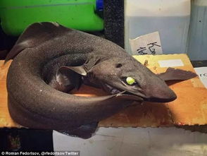 那东西夜晚的开头