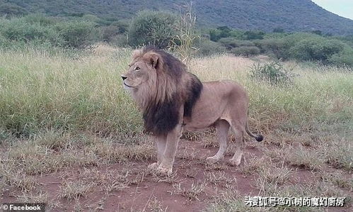 狮子男：自恋狂魔的日常