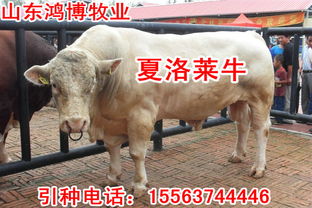您好，请问您是想了解关于牛的哪些信息？比如牛的品种、饲养方法、营养价值等。请提供更具体的问题，我会尽力为您解答。