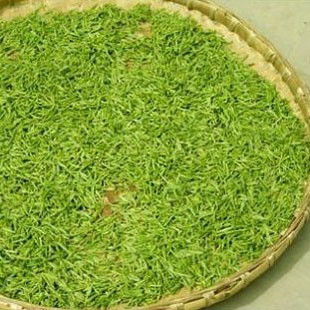 绿茶的功效也太神奇了吧！我要天天喝！