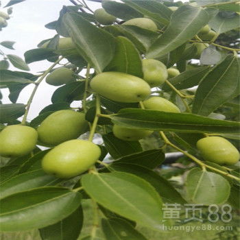 梦见枣树上挂满青枣，这是不是预示着什么好事要发生呢？