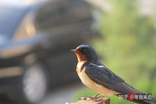 燕子筑巢与住宅风水,门口有燕子筑巢风水怎样
