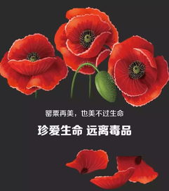 2026年罂粟配对的名字繁体版，能否提供姓名配对查询服务？