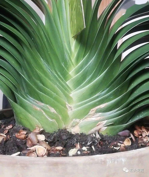 大海水命是否适宜养君子兰，对大海水命女性养君子兰有何影响？