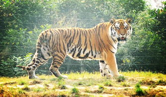 行前准备：我跟你说去动物园可不是随随便便的事儿！