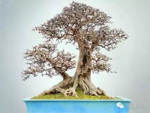 风水中的旺宅之树真的迷信吗？