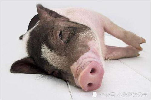 属猪的男孩在辰时出生是否为最佳时辰？