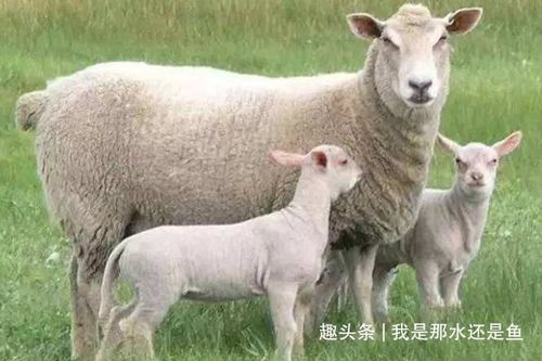 生肖属羊的尴尬之处