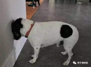 我为什么会打扮成狗狗？ – 深层心理分析 (也许吧…)