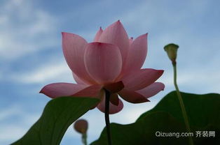家里摆放莲花风水上合适吗？有没有什么讲究？