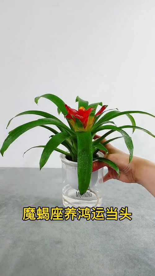 十二星座与适合你的幸运绿植