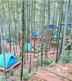 长兴竹林里的怪大叔，凌晨4点就喊你起床