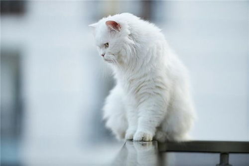 梦见猫被蛇咬，这究竟预示着什么不祥的征兆呢？