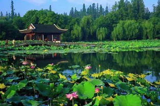 春季：花开富贵，曲院风荷
