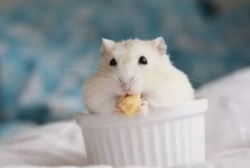 二、属鼠的08年小机灵鬼