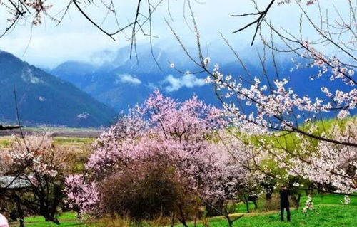景点推荐二：桃梨观赏园