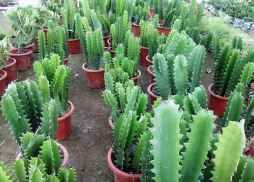 龙骨花：霸王鞭中的威严守护者