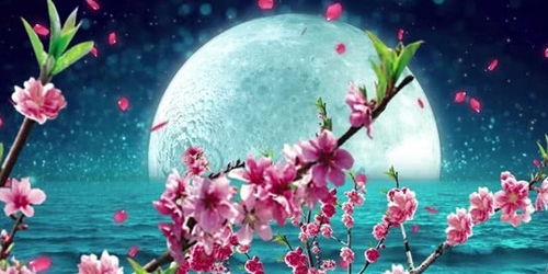 2026年七夕节，如何获取旺桃花手机号和桃花密码详情？