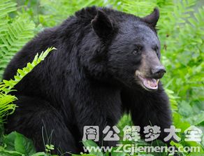 心理状态学解析与文化底蕴象征