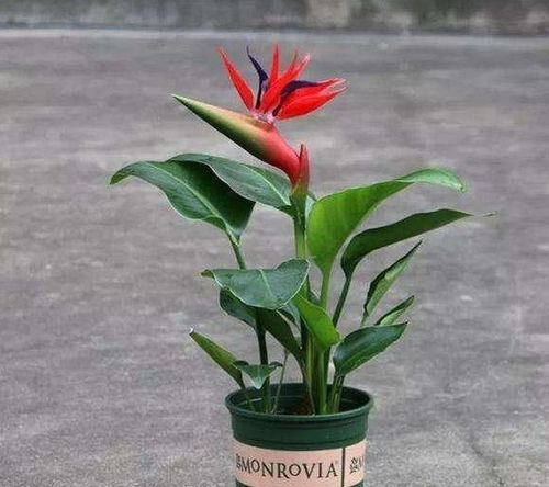 天堂鸟植物风水和鸟图片在风水上有什么特殊含义？