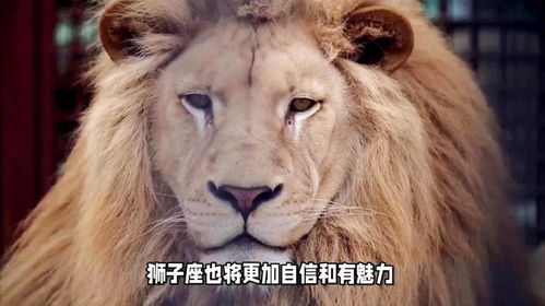 梦见白狮子预示着什么好运或吉兆呢？