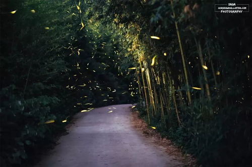 萤火虫森林的奇幻夜
