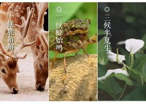 (2) 卧室布局 —— “床头靠墙背阴” 与 “枕头塞柚子” 的神奇组合