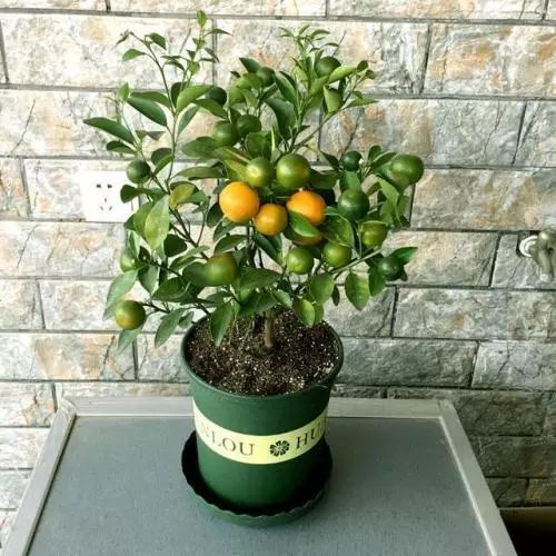 金桔树风水：哎呦喂，摆对了能发财！