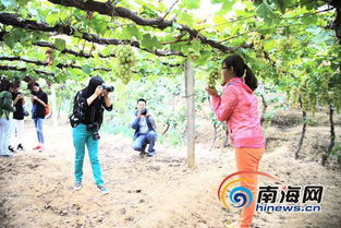 五一假期，逃离城市的喧嚣，去怀来葡萄园做个快乐的“吃葡萄群众”吧！