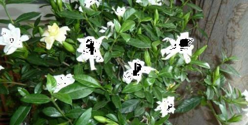 噪音插入——为哪些要这么更多“茁壮”字？