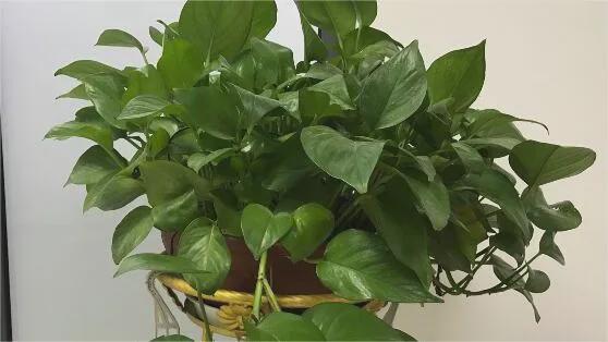 家中绿萝摆放风水好吗,家中绿植摆放风水