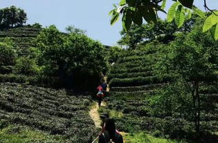 临平山森林公园：边减肥边增肥的神操作