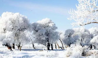 体验马拉雪橇