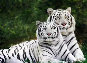 2026年有哪些好听的虎宝宝名字推荐？